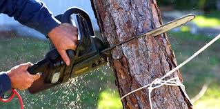 How Our Tree Care Process Works  in  Lakeside Park, KY