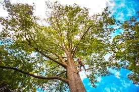 Best Pest Control for Lawns  in Lakeside Park, KY